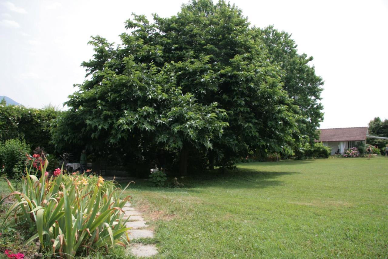 Pietrasanta - Versilia - Villa Arzilla Garden Con Piscina Tonfano Exteriör bild